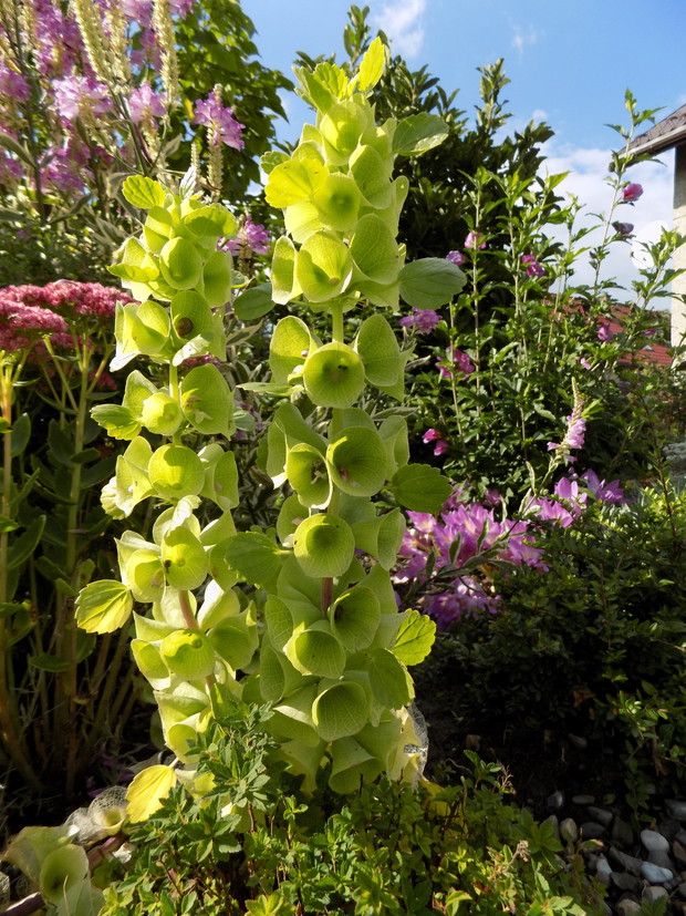 jednoroczne dzwony irlandzkie