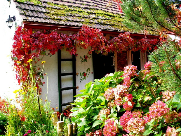 jesienny winobluszcz i hortensja