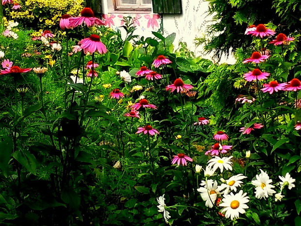 jeszcze moje ulubione jeżówki