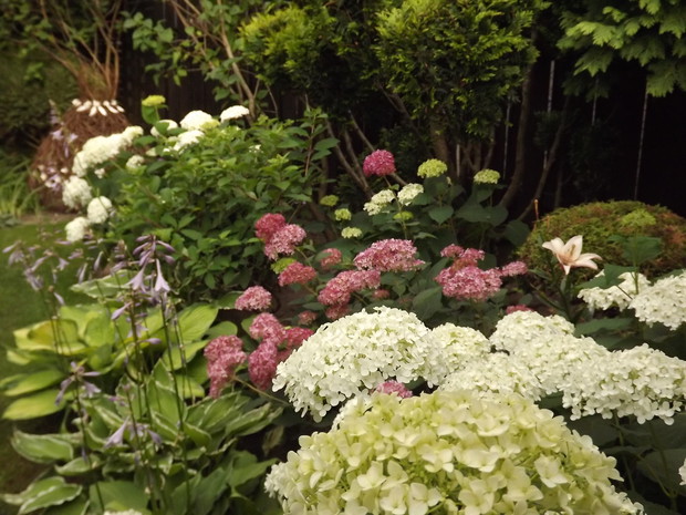 Kącik z hortensjami. 