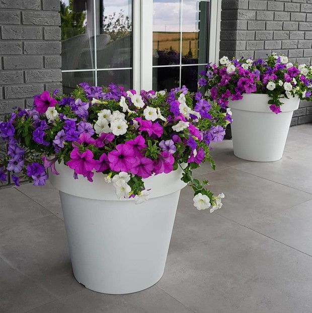 Kocham też kwiaty balkonowe 