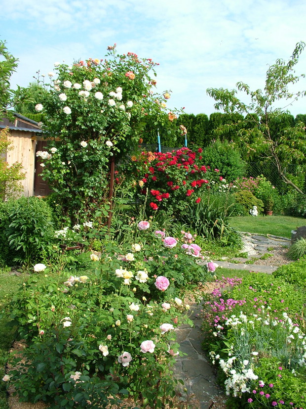 Kolejna rabata z różami i kolejna pergola, a na niej pnąca róża Aloha I Penny Lane, w oddali czerwona terminatorka Gefylt