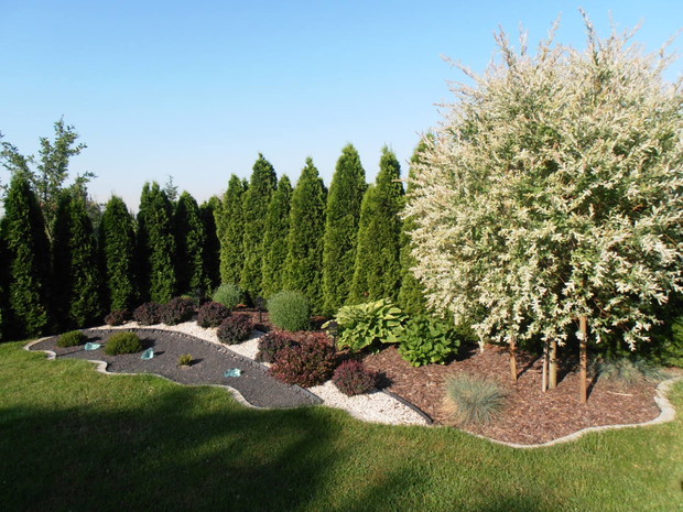 kolejna rabatka  na której znajduja sie berberysy drzewko hakuro  i inne rosliny