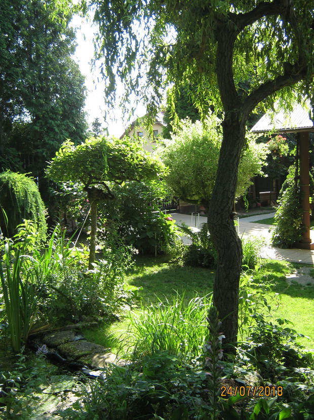 Kolejny widok wierzby mandżurskiej , coroczne ostre cięcia powodują iż przybiera ona niezwykłą formę 