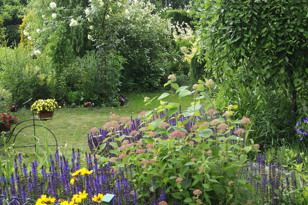 Kolorowe byliny A w tle Róża nostalgiczna Elfe