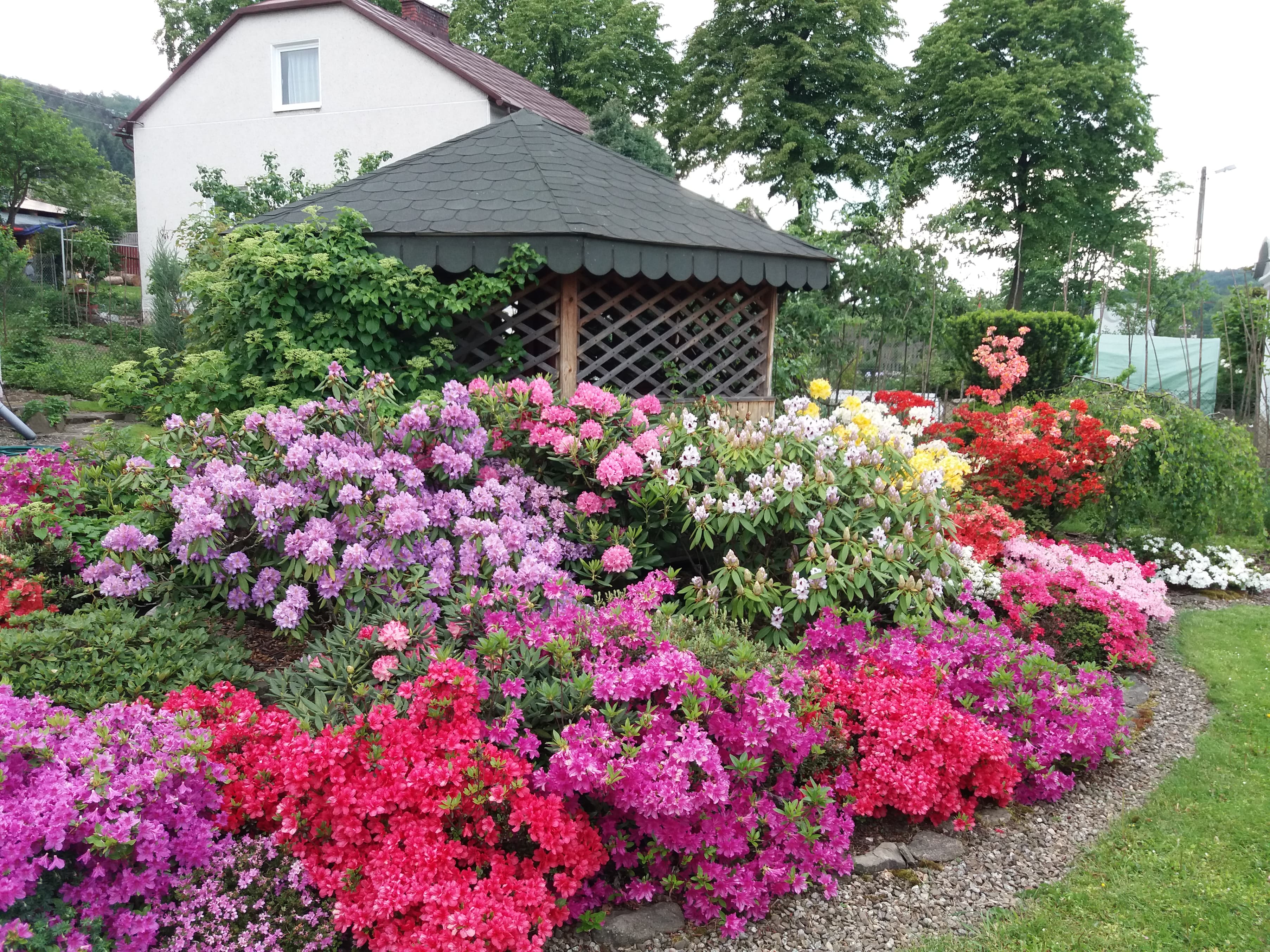 Kolorowy Zakątek z rodendronów i azali 