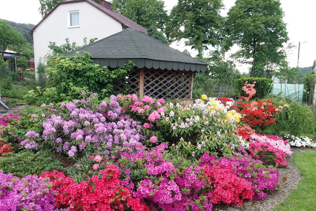 Kolorowy Zakątek z rodendronów i azali