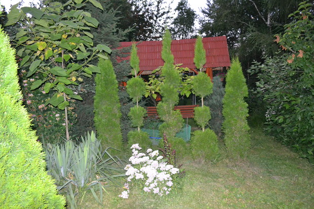 Kompozycja z tui szmaragdowych