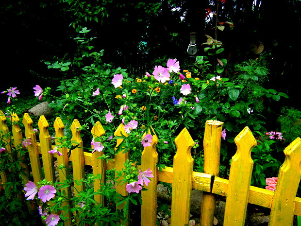 kwiatek przyniesiony z łąki