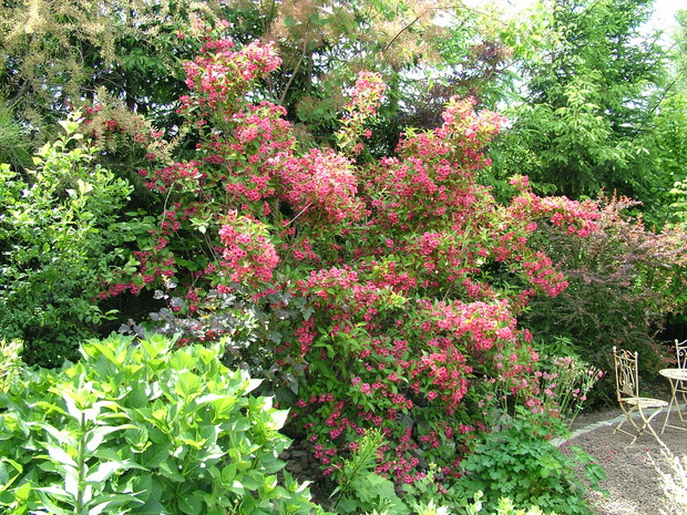 Kwitnąca krzewuszka, za nią sadziec i berberys