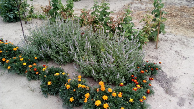 Kwitnąca mięta jest stołówką dla owadów odwiedzających działkę