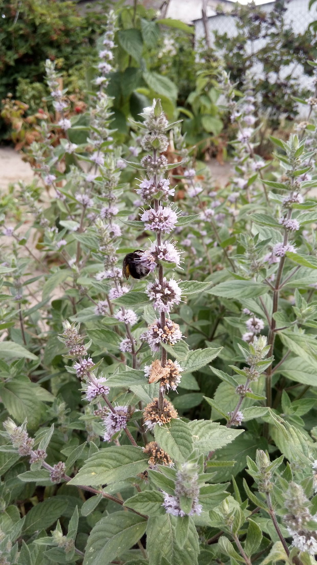 Kwitnąca mięta jest stołówką dla owadów odwiedzających działkę