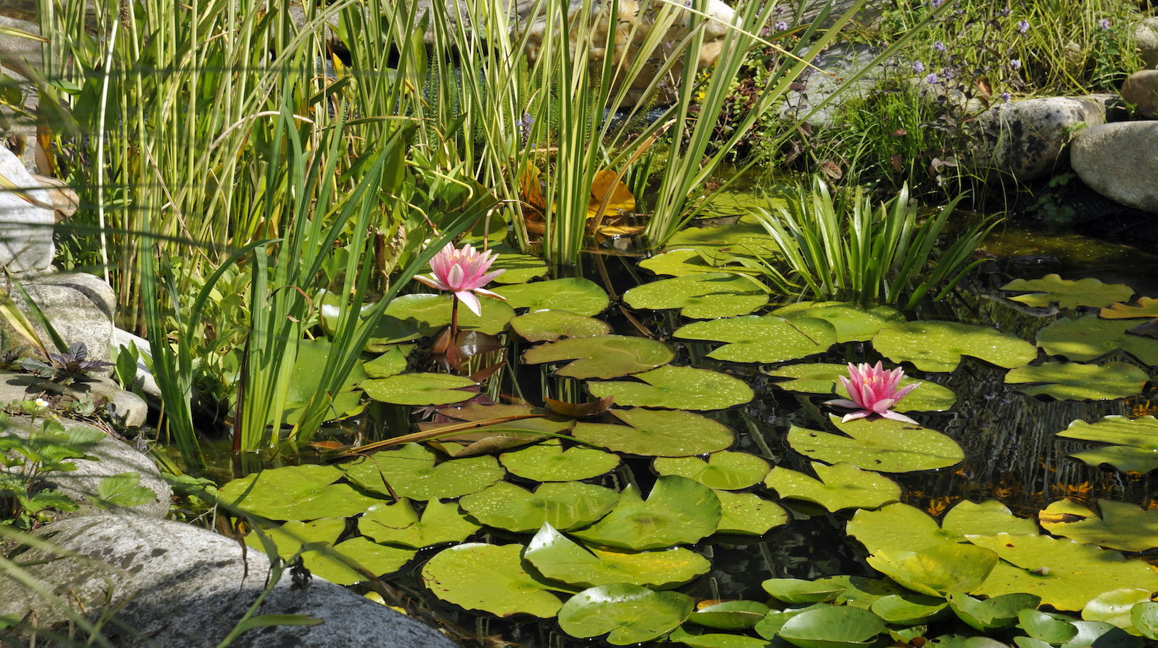 Łatwość z jaką rozmnażają się grzybienie zdecydowanie zachęca do ich hodowli w przydomowych oczkach wodnych. Pamiętajmy jednak - rośliny te są dość wymagające w uprawie. (zdj.: Adobe Stock)