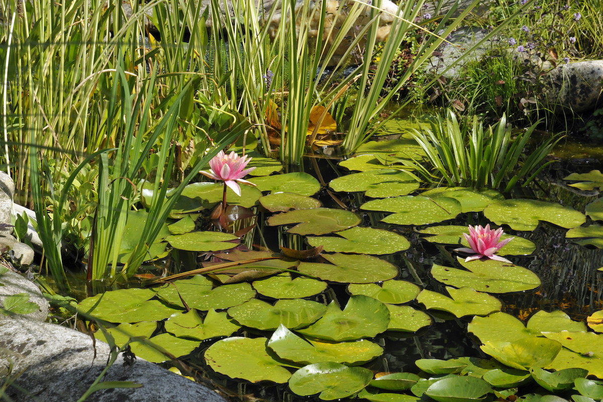 Łatwość z jaką rozmnażają się grzybienie zdecydowanie zachęca do ich hodowli w przydomowych oczkach wodnych. Pamiętajmy jednak - rośliny te są dość wymagające w uprawie. (zdj.: Adobe Stock)