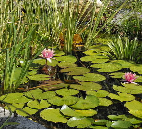 Łatwość z jaką rozmnażają się grzybienie zdecydowanie zachęca do ich hodowli w przydomowych oczkach wodnych. Pamiętajmy jednak - rośliny te są dość wymagające w uprawie. (zdj.: Adobe Stock)