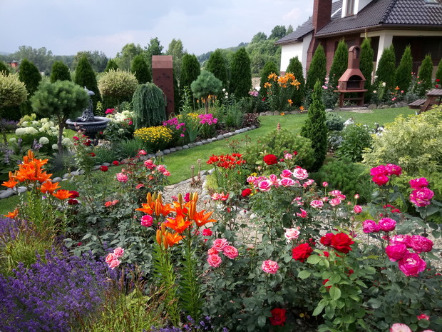 Lawenda ,lilie .róże lubią swoje otoczenie.