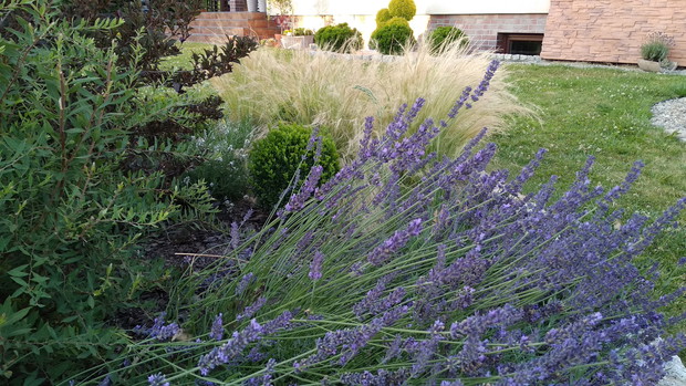 Lawendowy zawrót głowy...