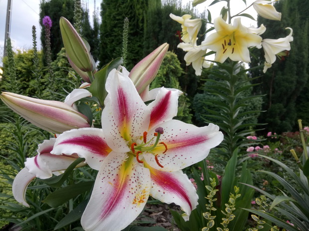 
Lilia Playtime ma duże kwiaty i pięknie pachnie.