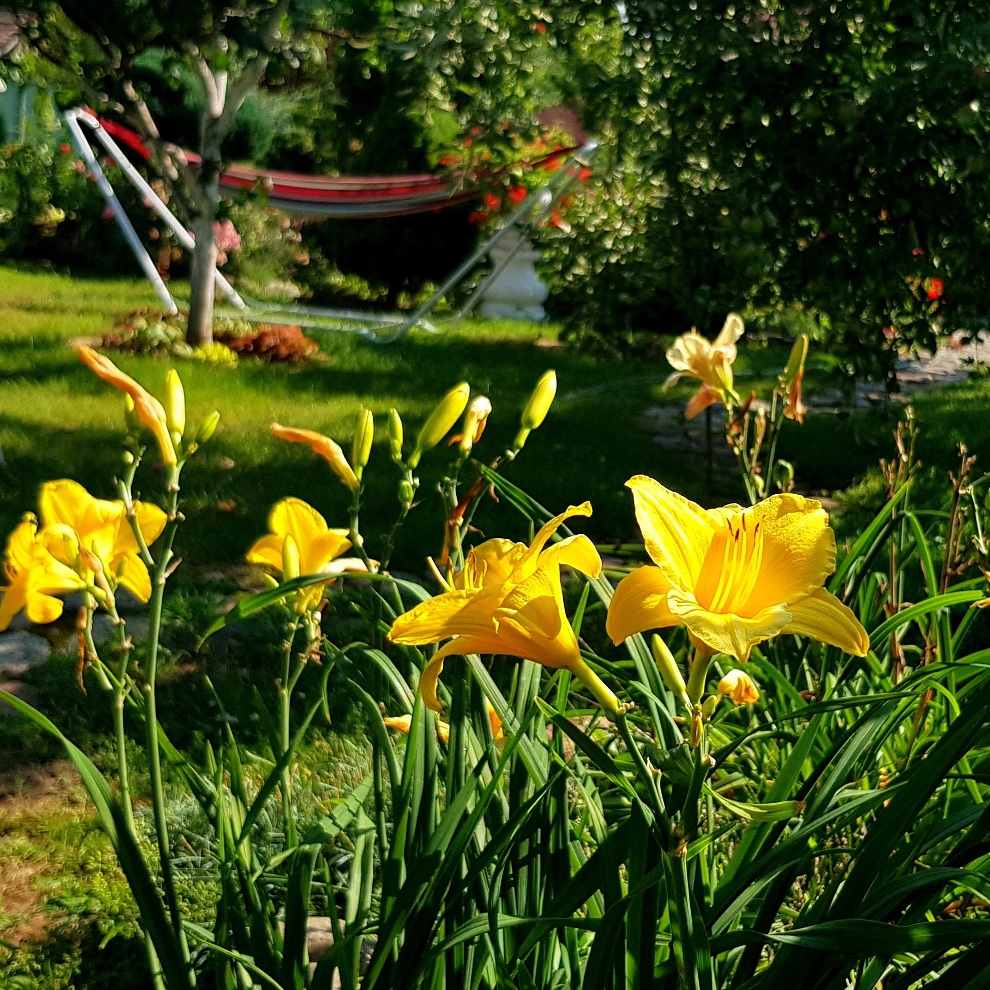 Liliowce też znalazły miejsce w moim ogrodzie.