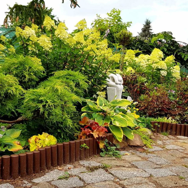 Lipiec wita nas hortensjami