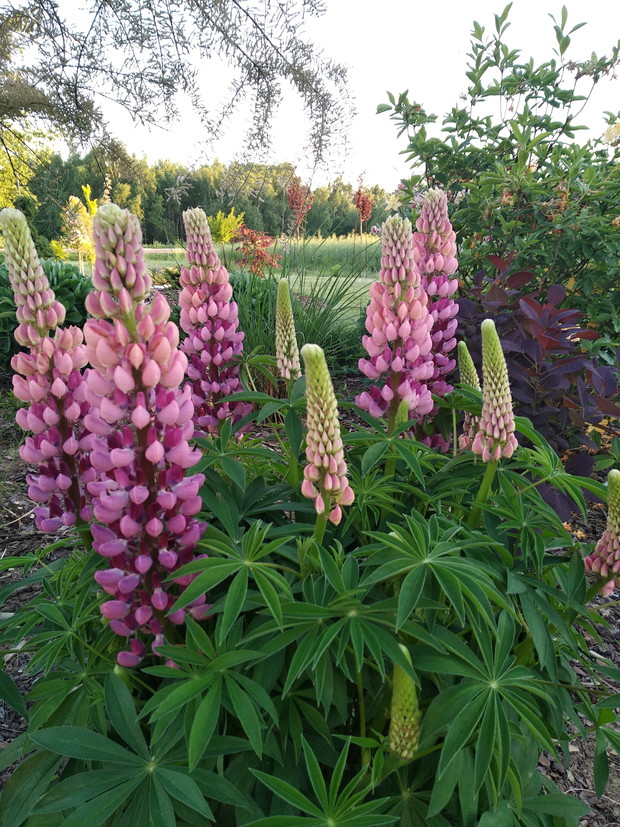 Łubin odkryty na nowo...