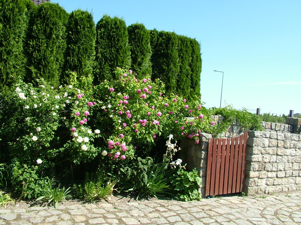 Luise Odier i Winchester Cathedral	
