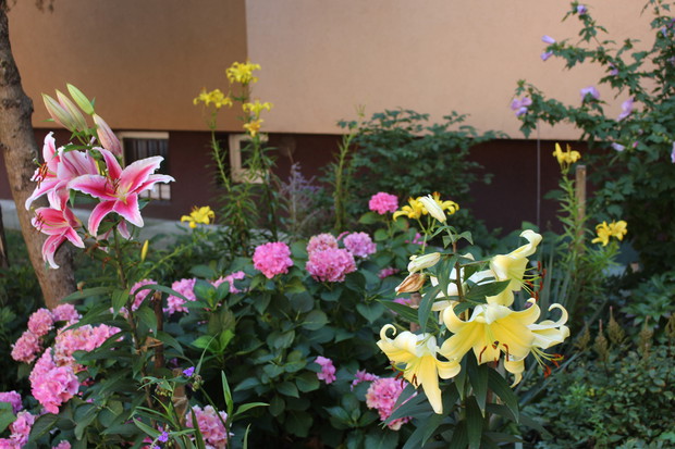 m. in. hortensje ogrodowe