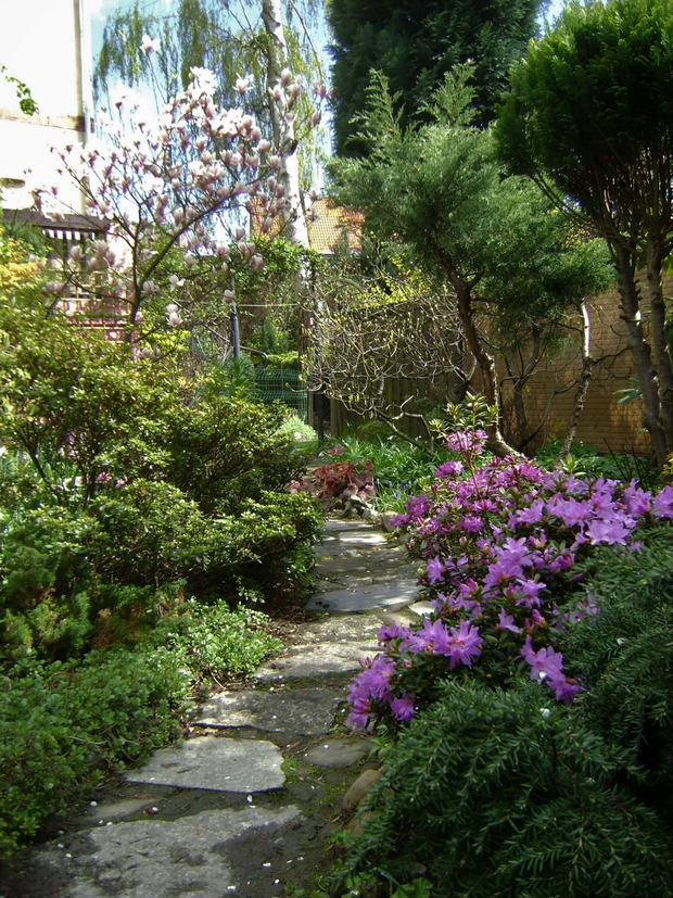 Magnolia kwitnie na bezlistnych jeszcze pędach i dosłownie jest oblepiona jasnoróżowymi kwiatami.