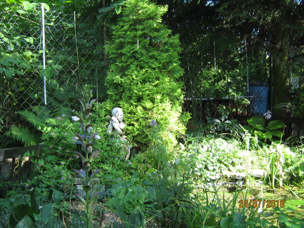 Mała tuja nad oczkiem obok amorek który jest elementem cieku wodnego do oczka .