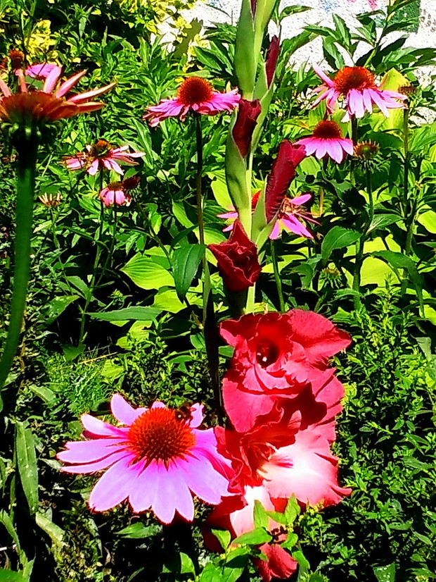 mieczyk wśród jeżówek