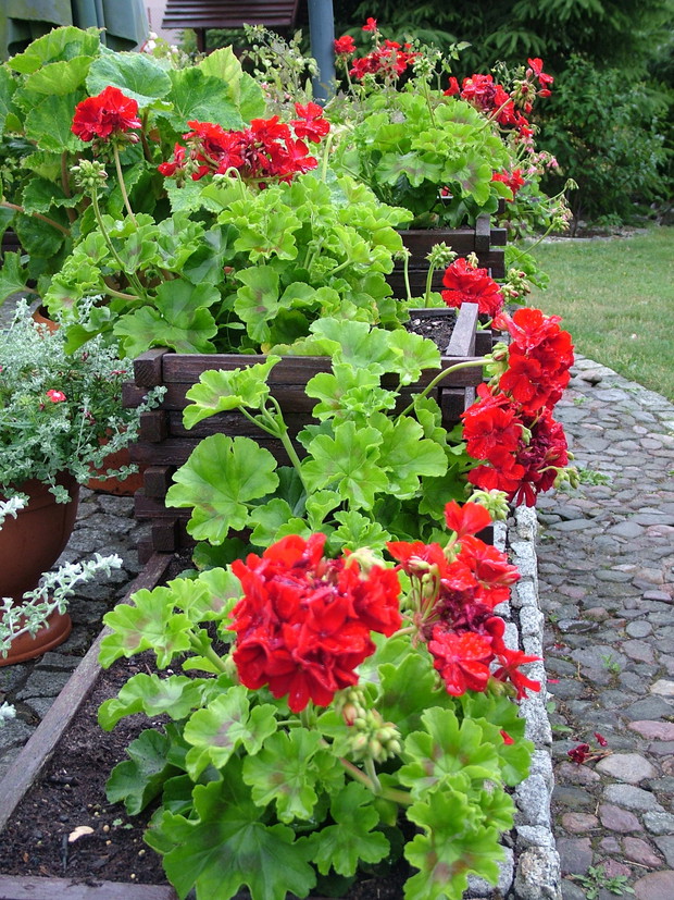 Moja chluba, własnoręcznie wyhodowane pelargonie, szczepki pobrane i ukorzenione z przezimowanej zeszłorocznej