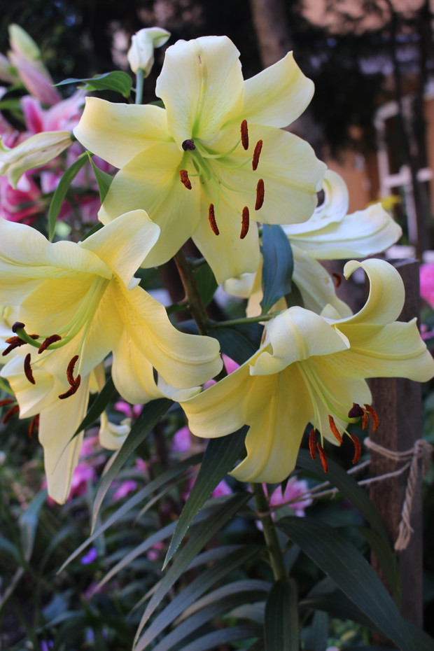 moja hodowla lilii (pod blokiem)