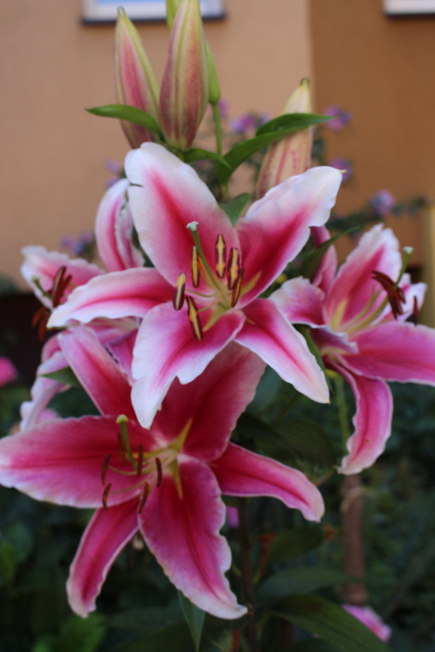 moja hodowla lilii pod blokiem