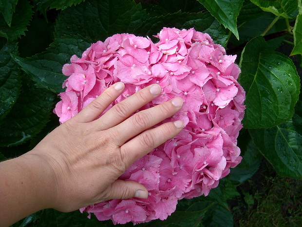 Moja kochana ''gigantka''.