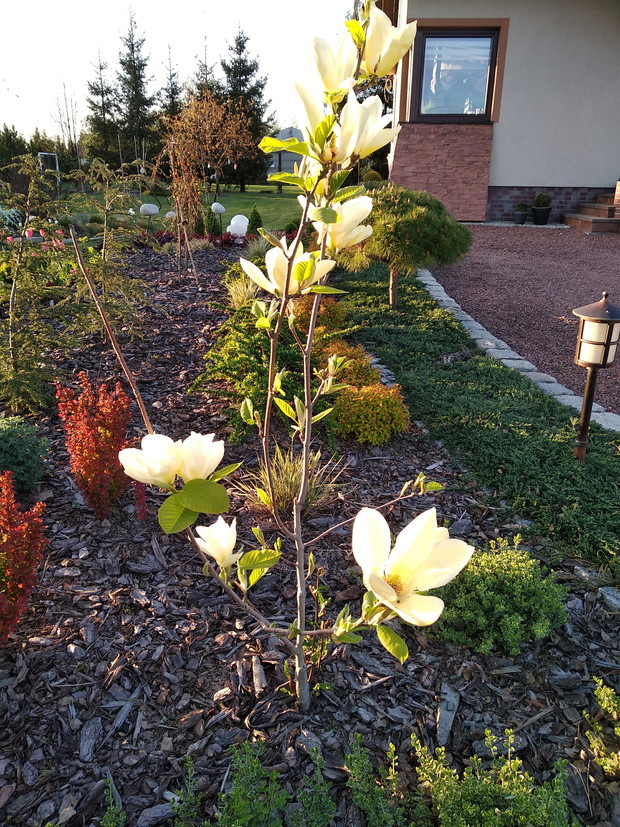 Moja najnowsza królowa Elizabeth...