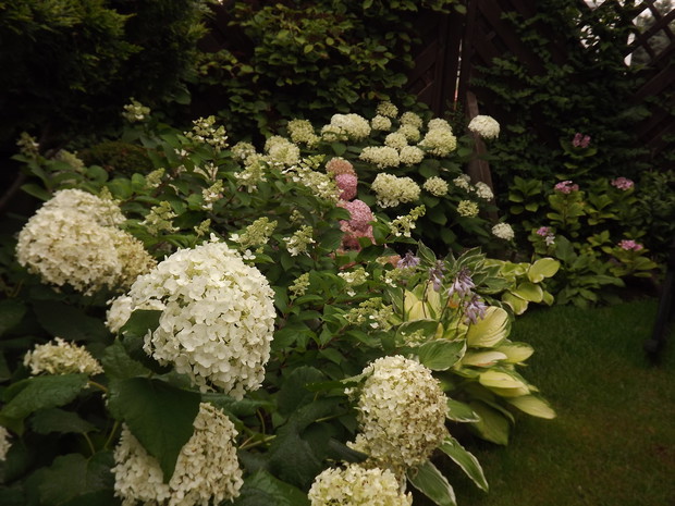 Moje hortensje.