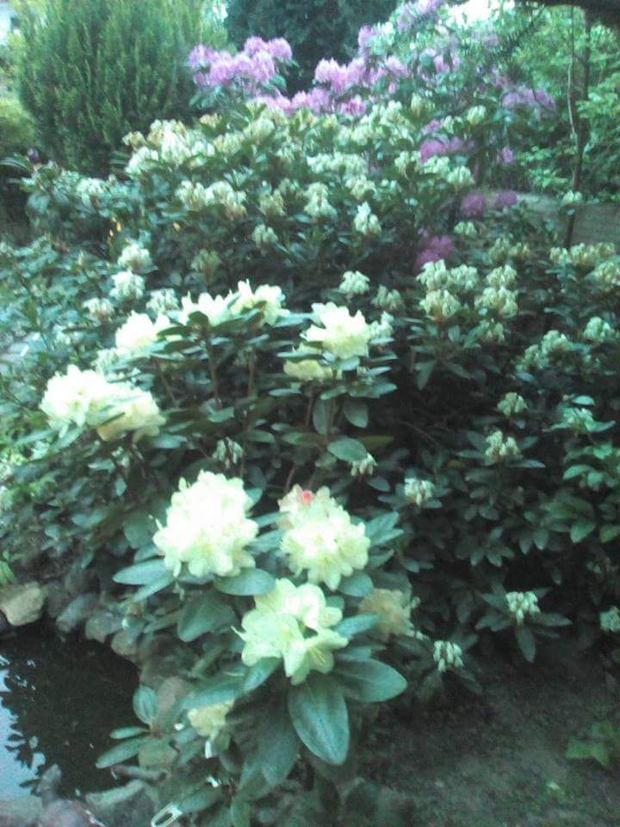 Moje najstarsze rododendrony "Cunningham White" ,"Roseum Elegans"i "Libretto"  mają po 28 lat i kwitną co roku bardzo obficie, bo mają wilgoć i półcień oraz dlatego, że po kwitnieniu obrywam przekwitnięte kwiatostany.