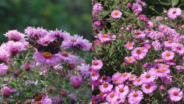 Motylek i Osa wśród Astrów