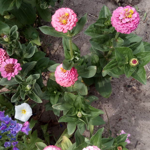 Na działce znajduję się także miejsce na kwiaty