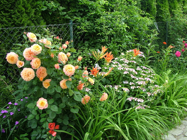 Na pierwszym planie róża Agnieszka, Hot Chocolate, hortensja i liliowce