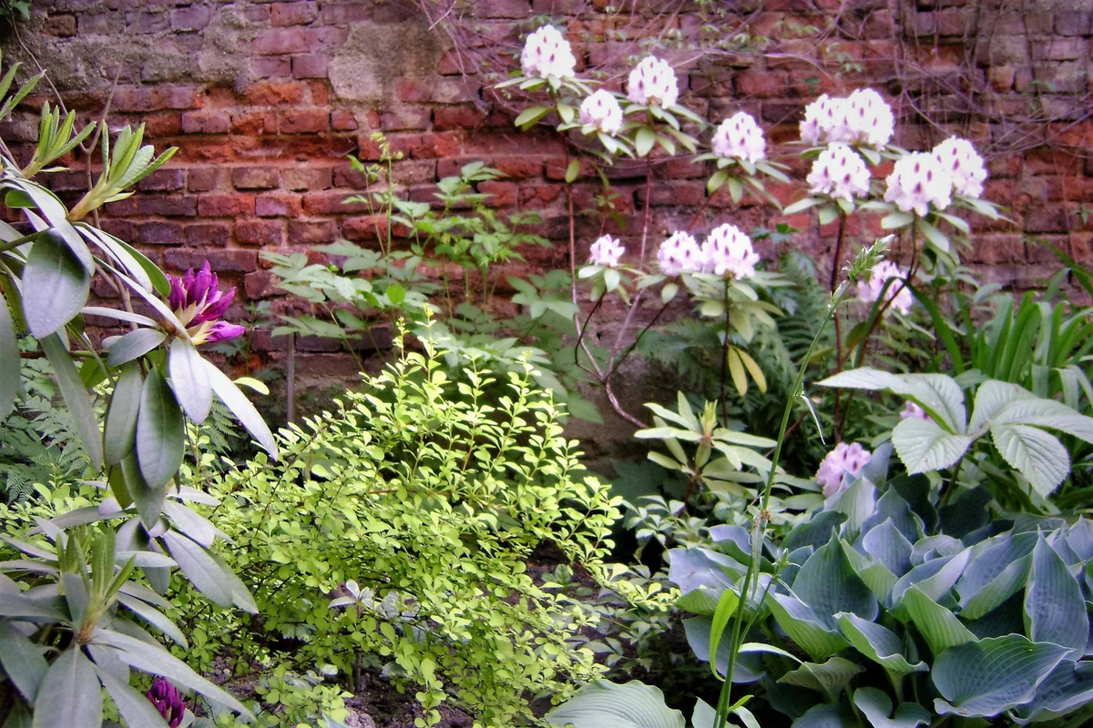 Na tle starego ceglanego muru pięknie prezentują się rododendrony "Calsap" i mój ulubieniec "Rasputin", które doskonale się czują w półcieniu.