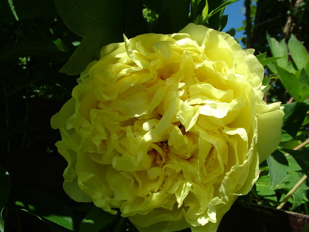 Na zakończenie oprócz jak to mówią zwykłych piwonii, moje dwie "perełki" drzewiasta żółta