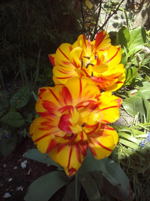 Najbardziej lubię pstre oraz pełne tulipany, które dają widowiskowy spektakl wiosną.