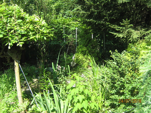 Nasadzenia wokół oczka .