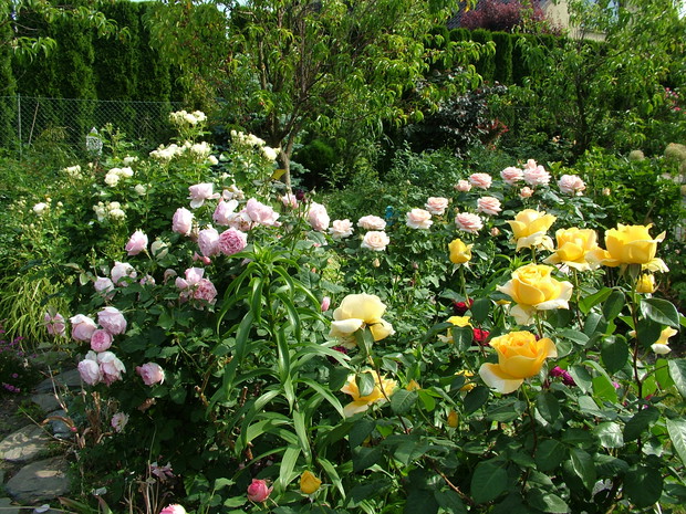 Następna różana rabata, od której wszystko się zaczęło, to ona zainspirowała mnie do kolejnych na pierwszym planie Candlelight za nią Gartentraume obok Aphrodite i biały Artemis
