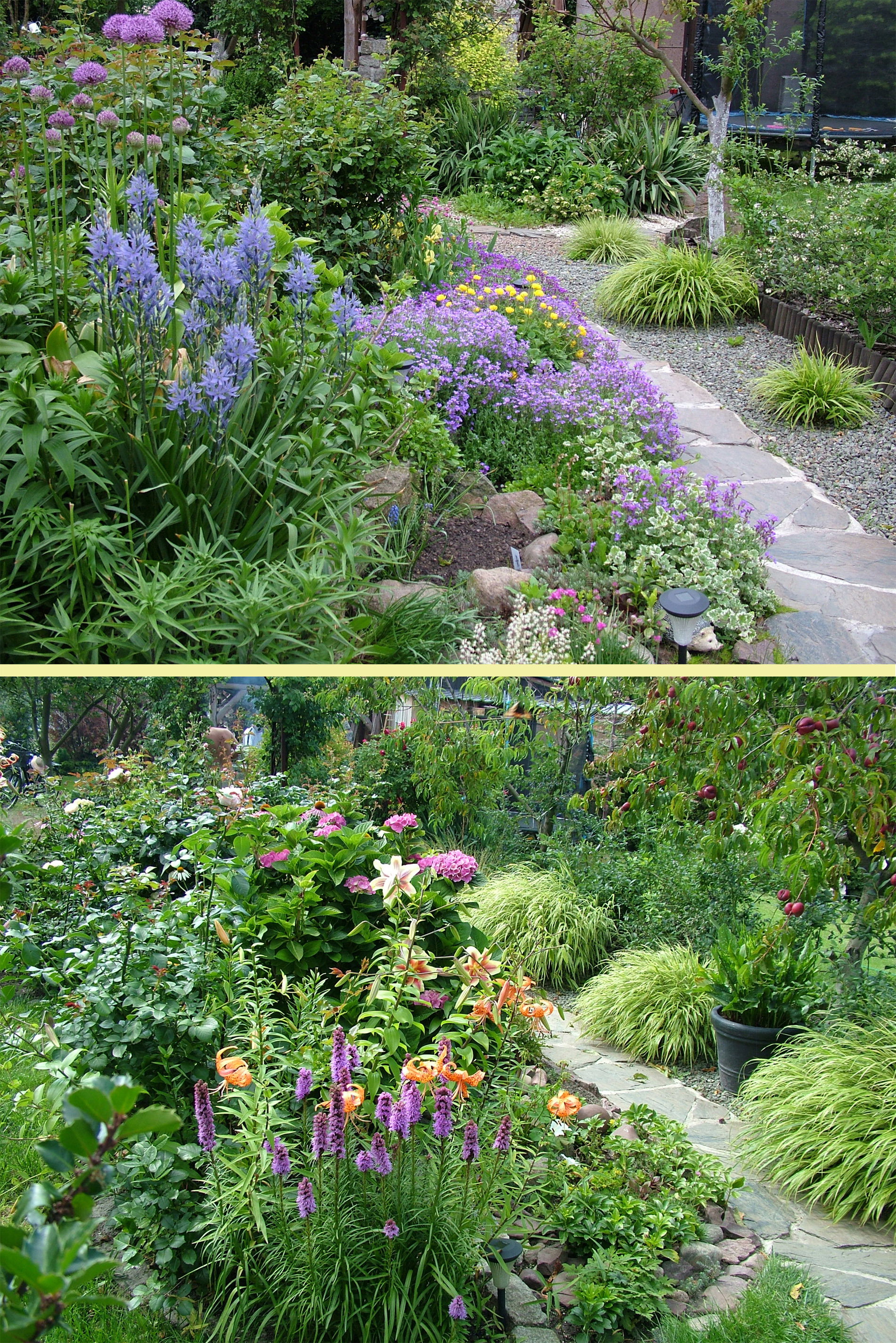 Niebieska rabata wiosną, kiedy przekwitną czosnki, żagwin i kamasja, uroczo kolorowa za sprawą liatry, jeżówek, hortensji, lilii i róż, po prawej stronie ścieżki trawy Hakonechloa