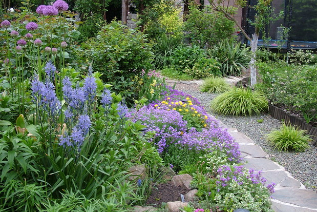 Niebieska rabata wiosną, kiedy przekwitną czosnki, żagwin i kamasja, uroczo kolorowa za sprawą liatry, jeżówek, hortensji, lilii i róż, po prawej stronie ścieżki trawy Hakonechloa