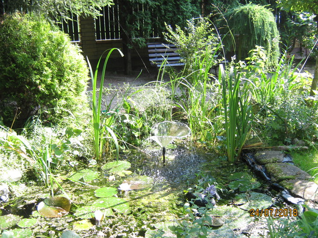 Oczko , zdominowane przez lilie wodne . Wewnątrz zadomowiły się karasie ozdobne i orfy ( w upalne dni chętnie chowają się pod liśćmi lilii.