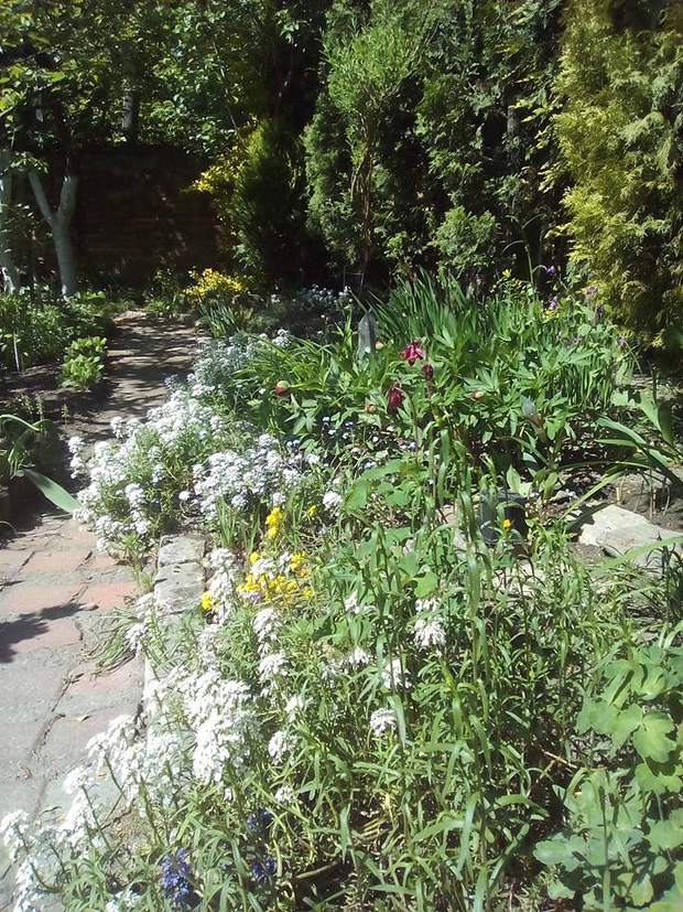 Oczywiście w wiosennym ogrodzie nie powinno zabraknąć roślin skalnych tj.: ubiorka wiecznie zielonego, smagliczki i floksów kwitnących właśnie wiosną kolorowymi poduchami, które wręcz wylegają na ścieżkę. 