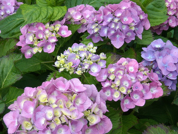 Ogrodowa w fantastycznym kolorze.